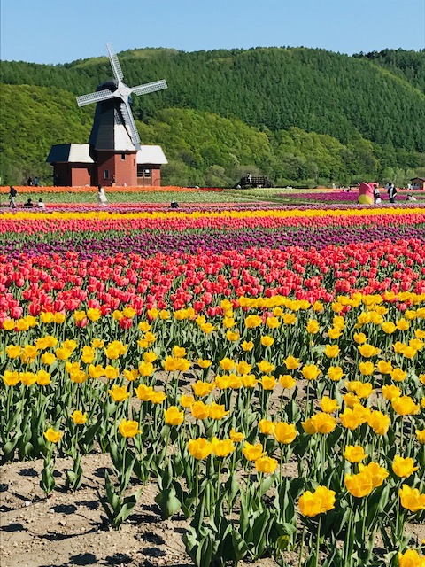 かみゆうべつチューリップ公園