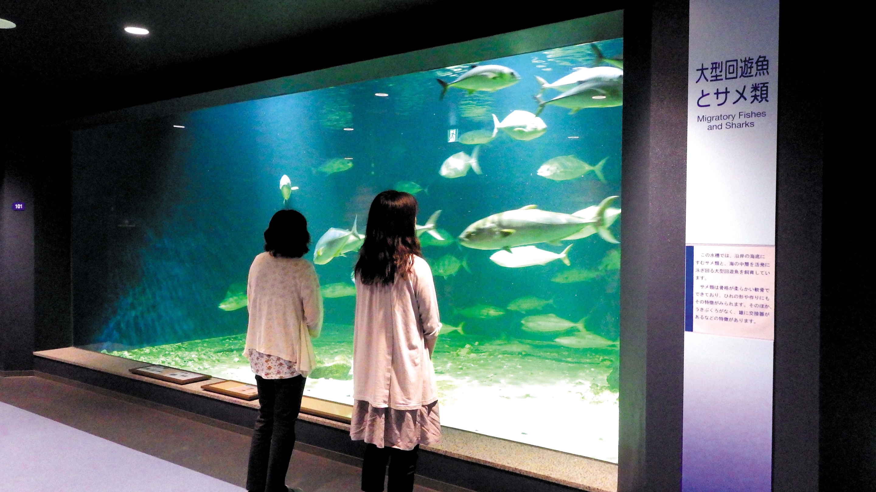 京都大学白浜水族館