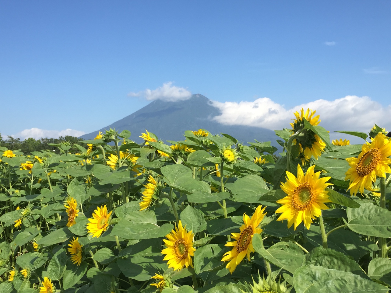 【シンプル素泊まりプラン】〜エアコン、キッチン付きコテージで過ごす快適なニセコステイ〜(26)
