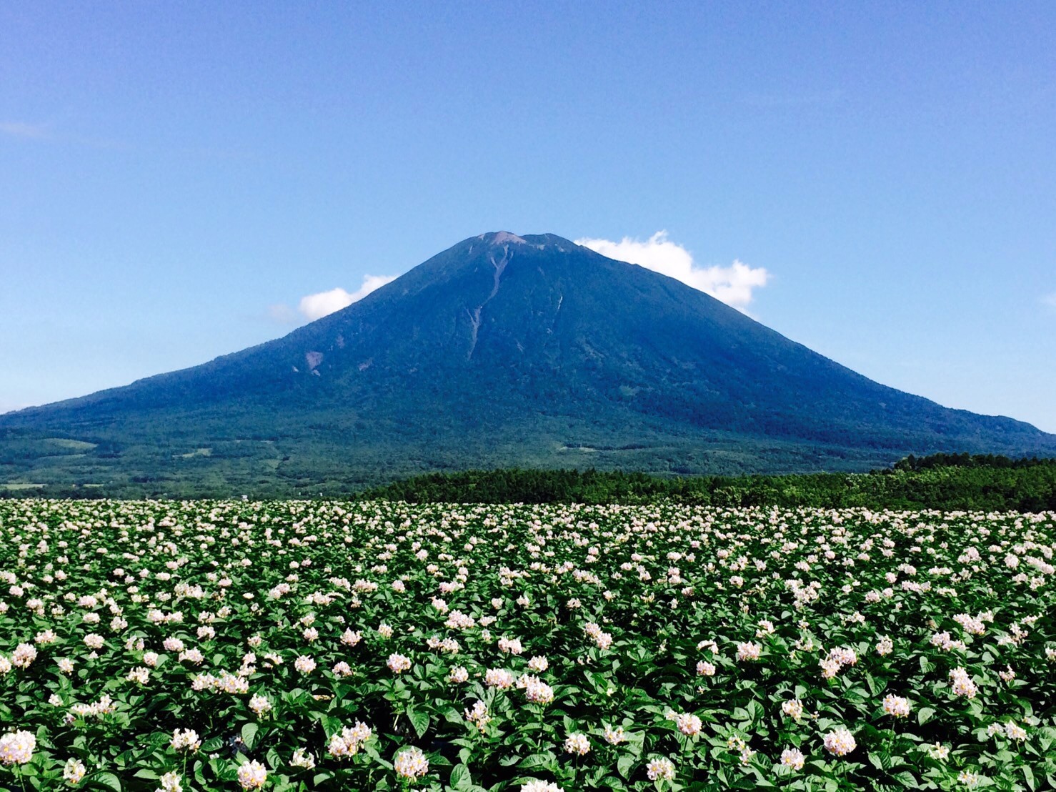ジャガイモの花と羊蹄山