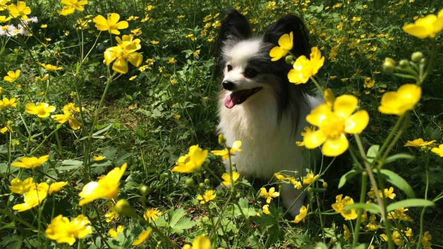 ・自然の中でワンちゃんと一緒にリラックス♪