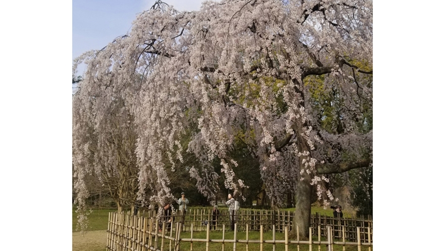 ・＜京都御所＞桜が満開になる時期に散策するのもオススメです
