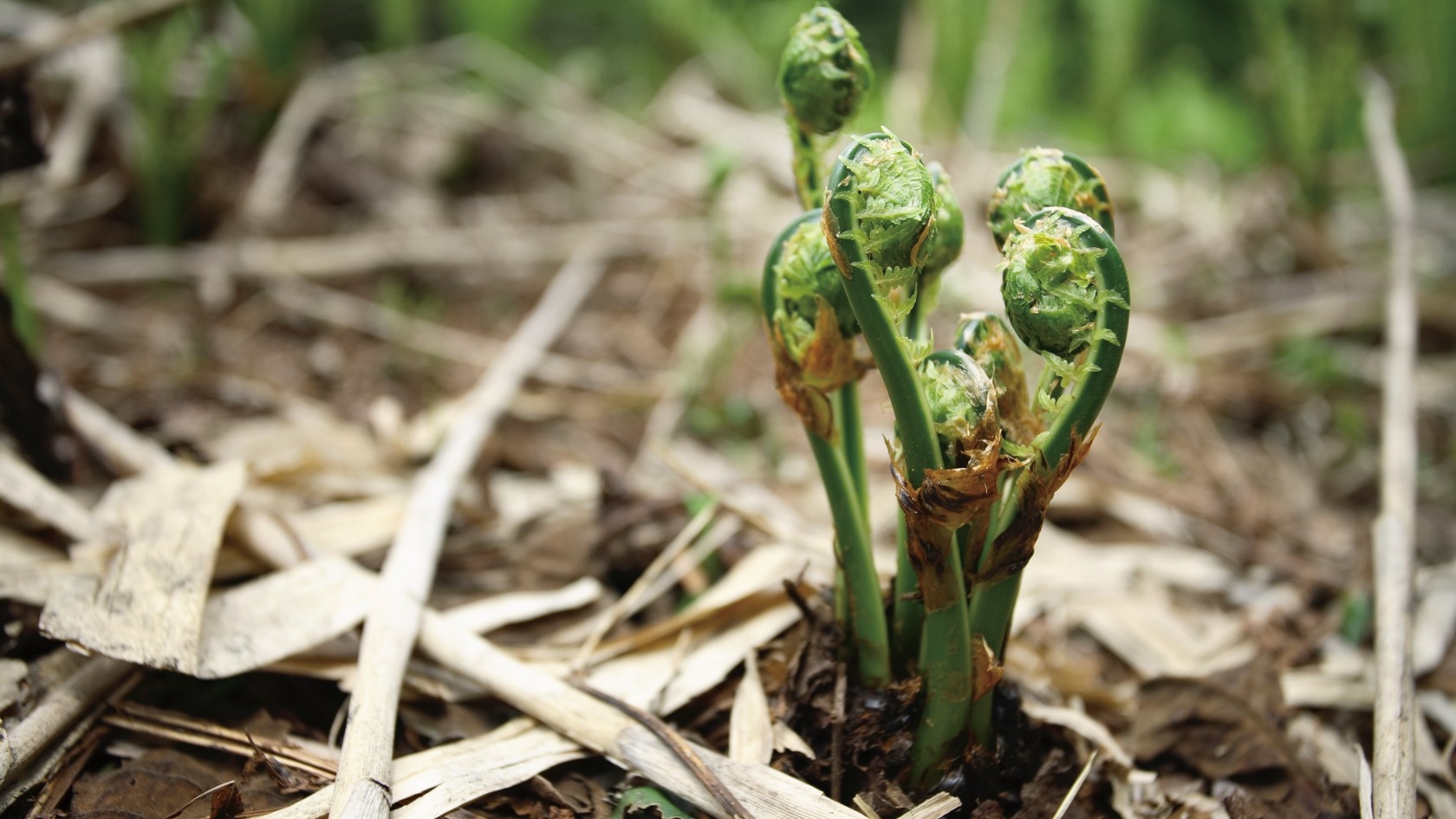 【春の山菜づくしコース】満を持して登場！一年で一番おすすめの季節限定プラン〜五感で味わう芽吹きの滋味