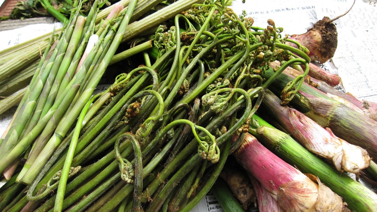 【春の山菜づくしコース】満を持して登場！一年で一番おすすめの季節限定プラン〜五感で味わう芽吹きの滋味