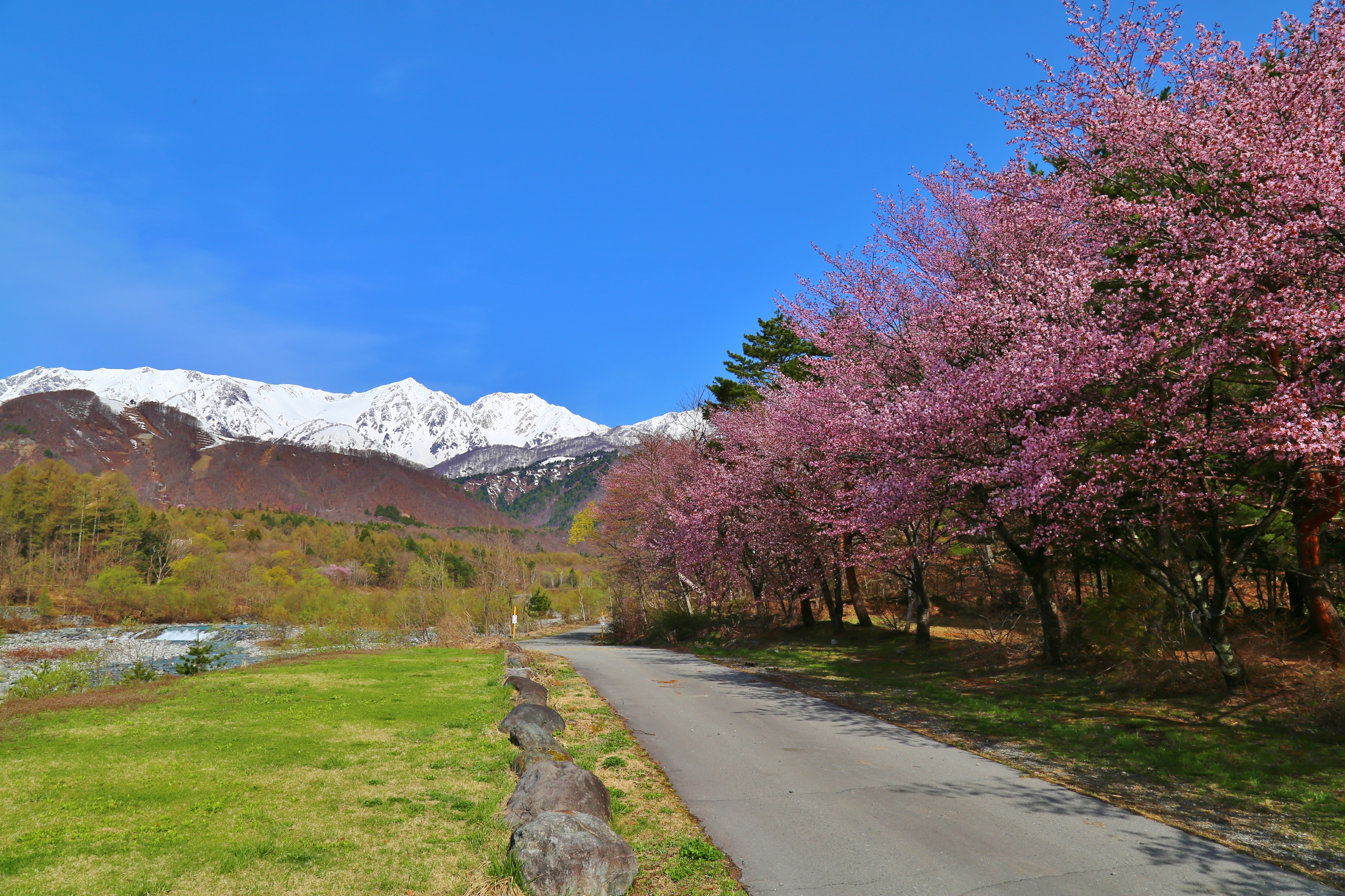 【4月】松川沿いの桜並木と残雪の北アルプス