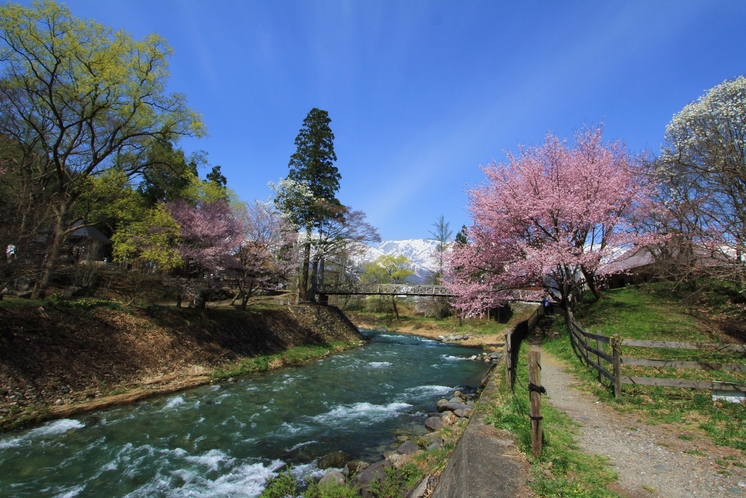 【4月】桜とコブシが競演する春の大出公園