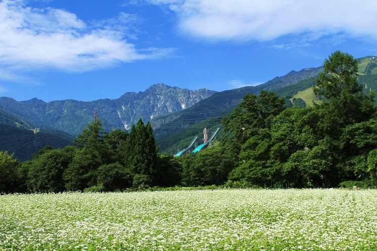 【9月】五竜岳と白い蕎麦の花畑