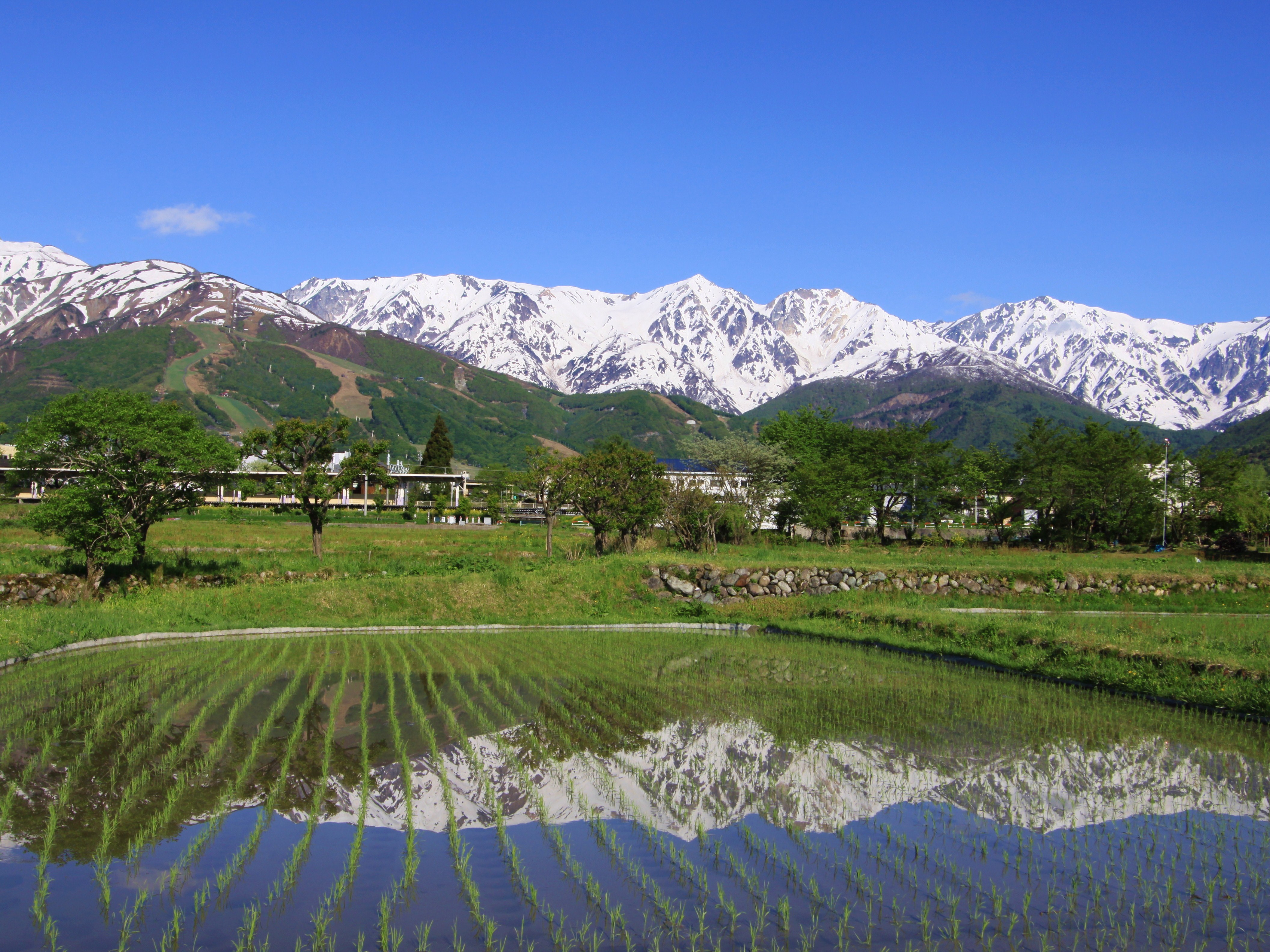 【5月】白馬三山と田園風景