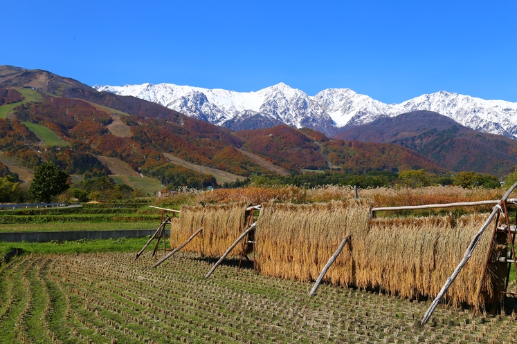 【11月】冠雪の北アルプスと稲架掛け