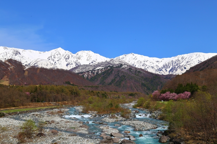 【4月】残雪の北アルプスと松川沿いに咲く桜