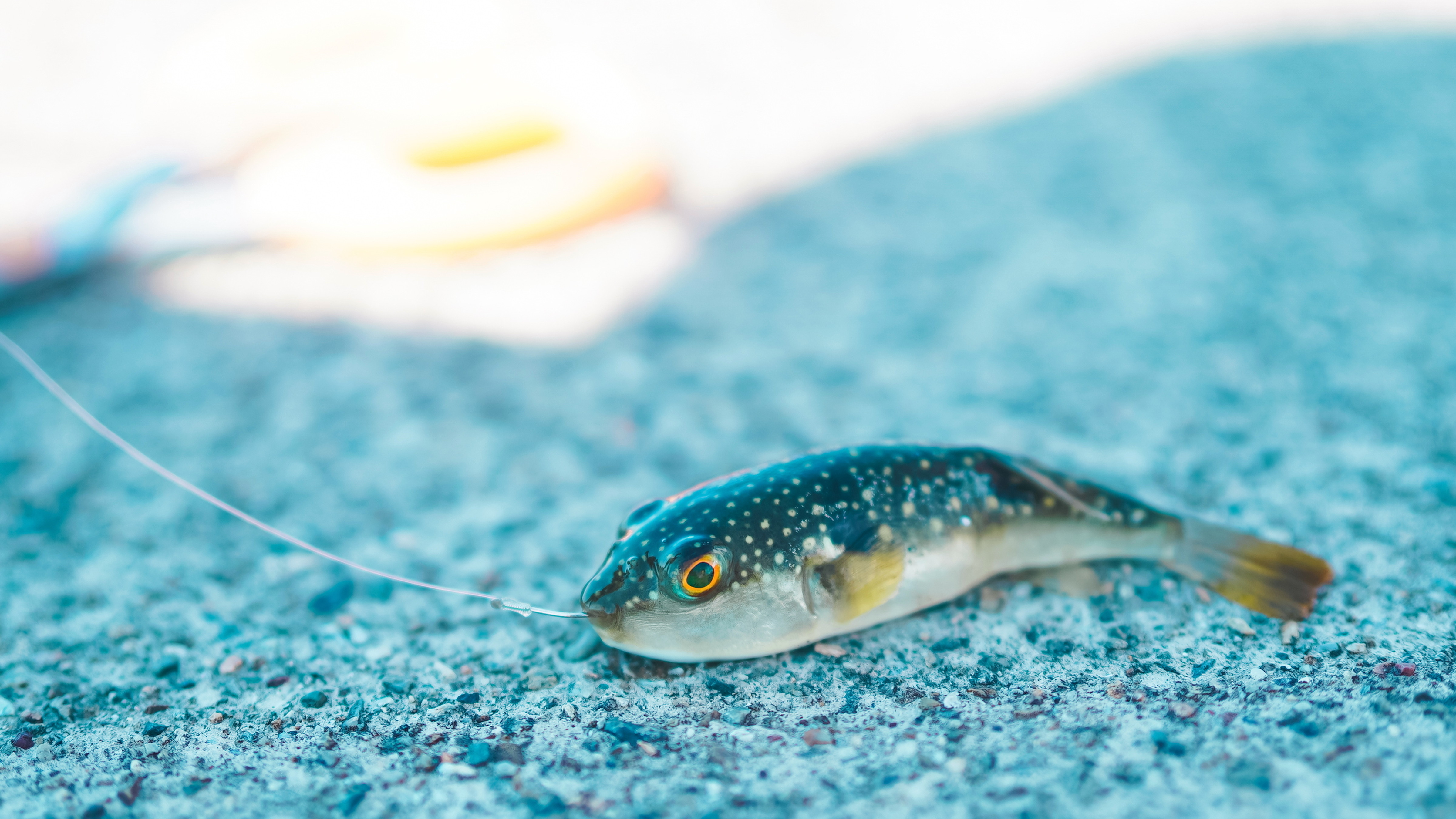 釣り体験もぜひお楽しみください