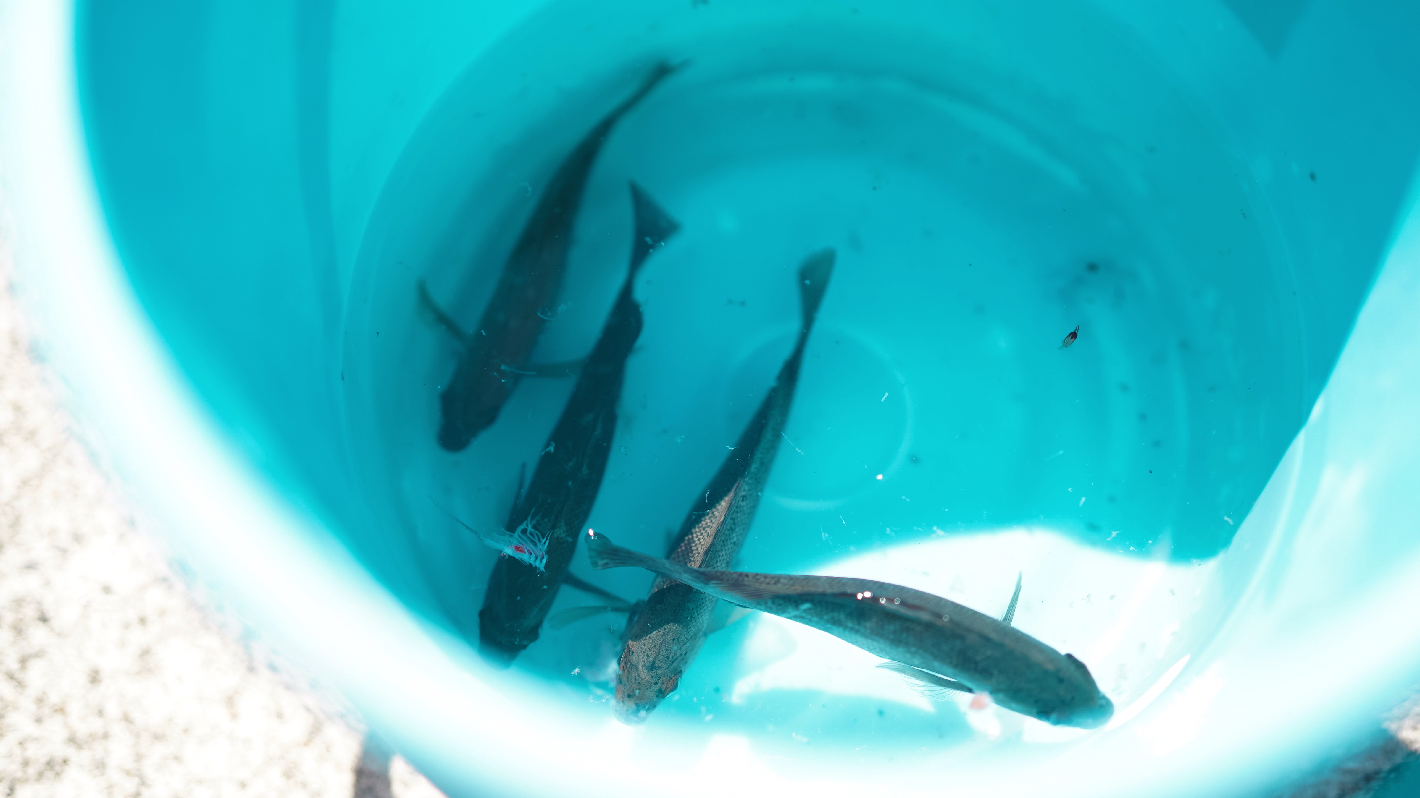 釣り体験もぜひお楽しみください