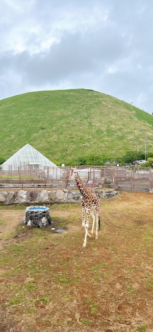 伊豆シャボテン動物公園さんにキリンさんが登場