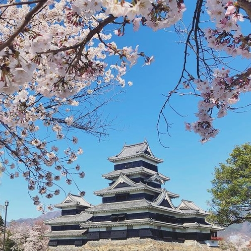 ■桜と松本城