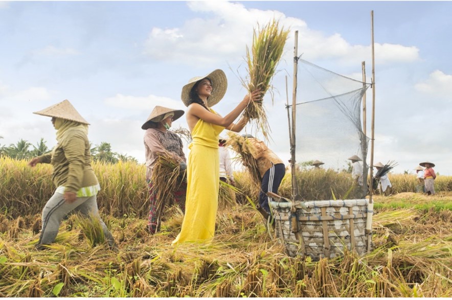 体験アクティビティー（収穫）