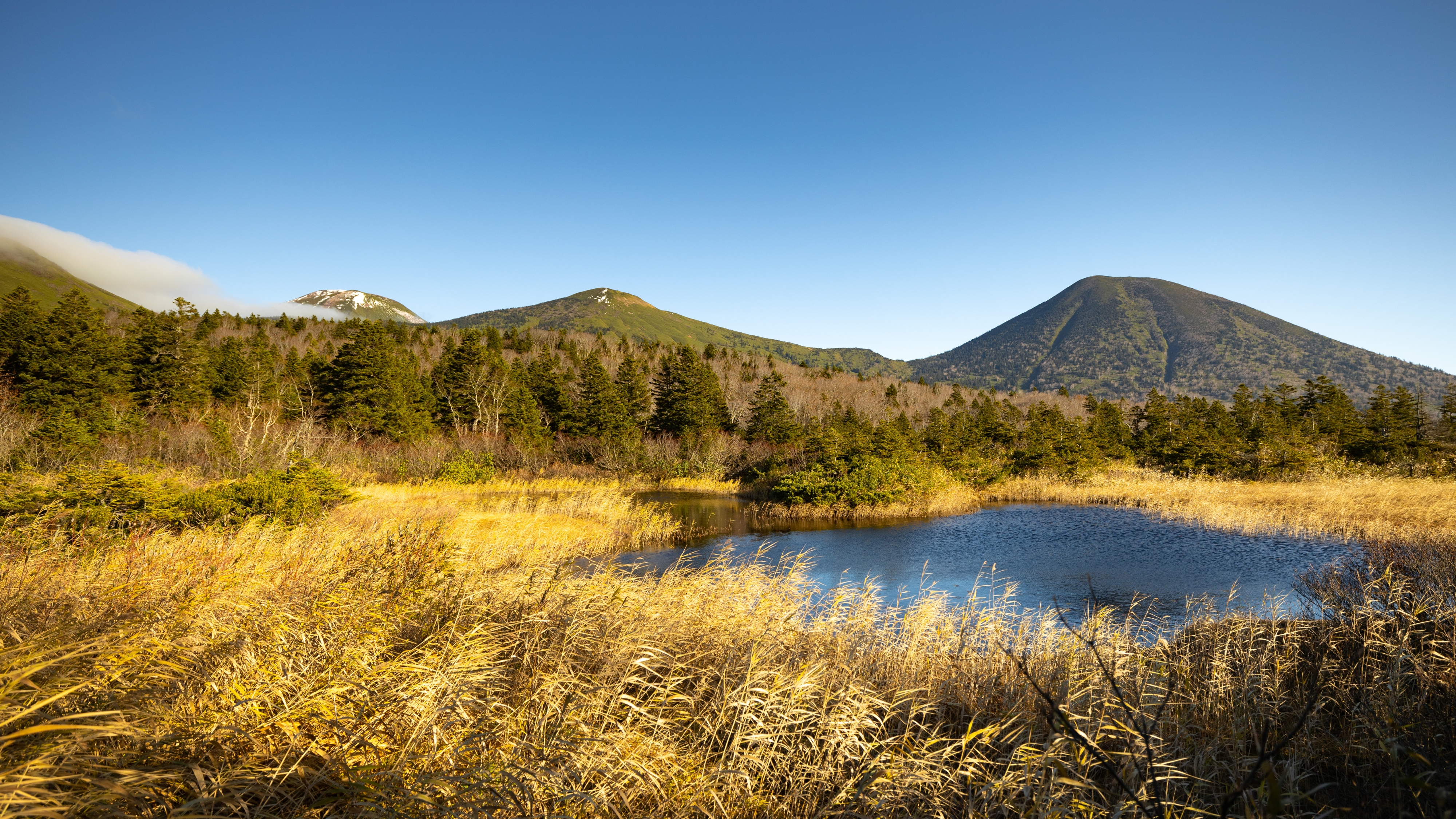 青森市：睡蓮沼