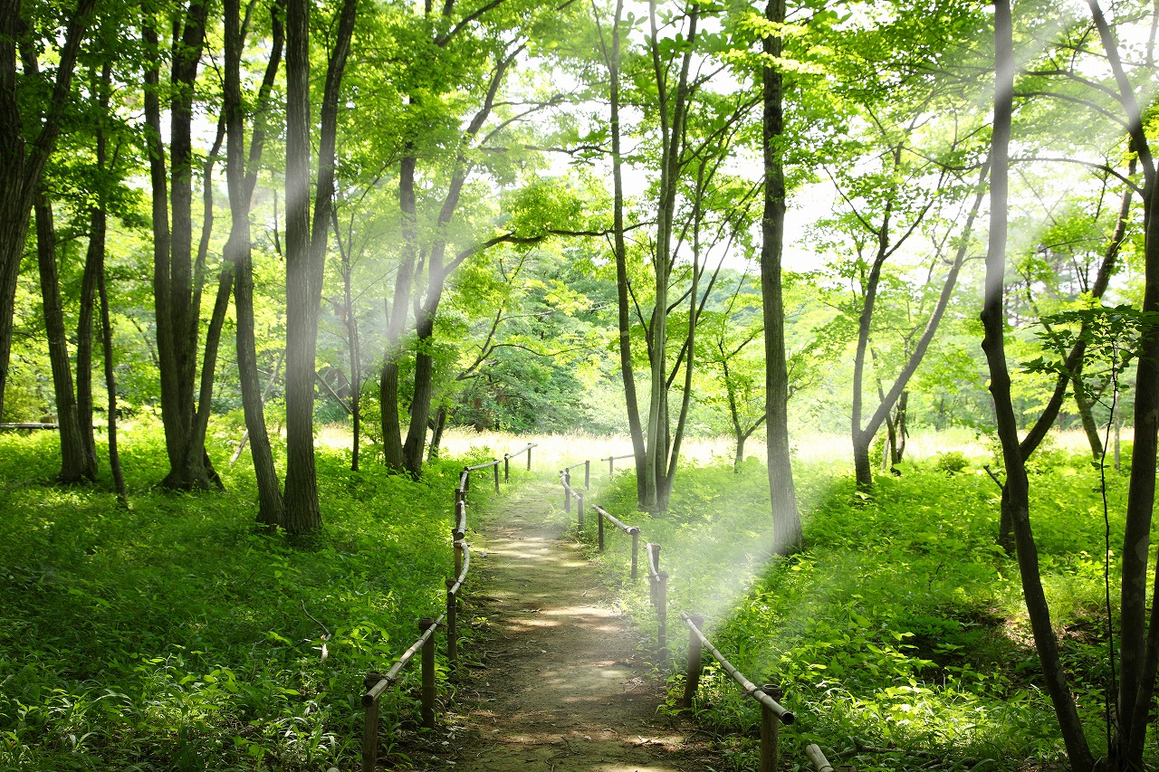 夏の庭園　散策路