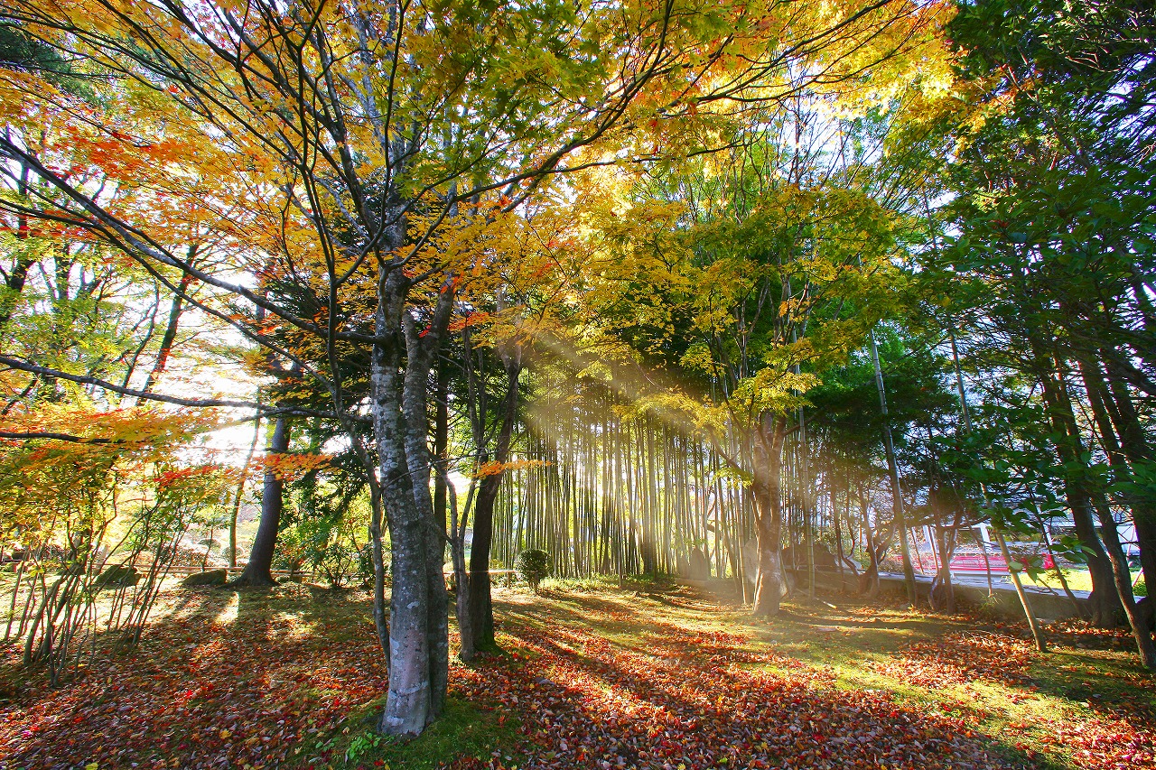 紅葉がきれいな秋の庭園　散策路のお散歩がオススメ