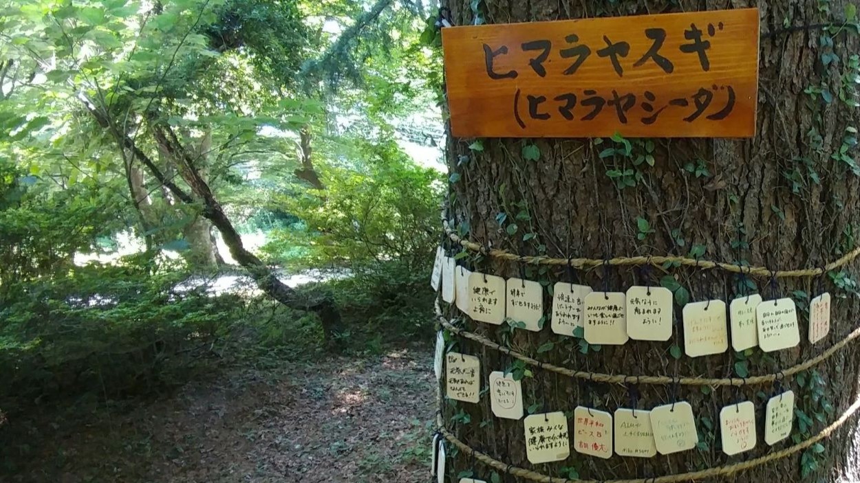 ◆庭＿水天宮の神樹（幹に札あり）