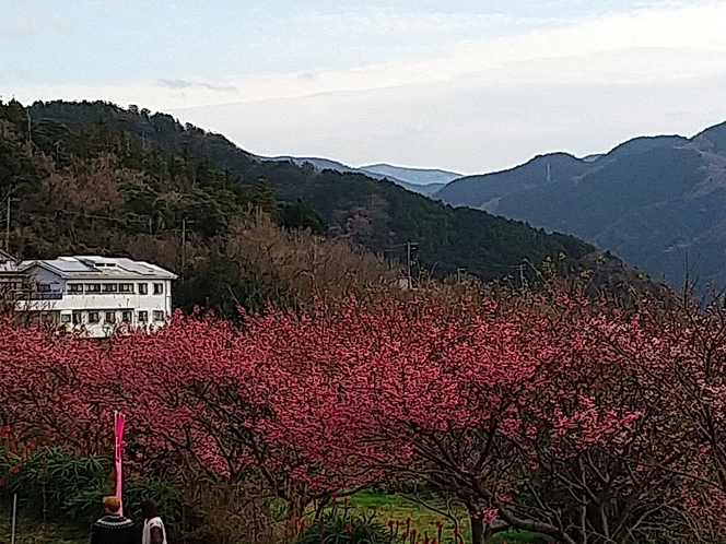恋人岬遊歩道の土肥桜並木