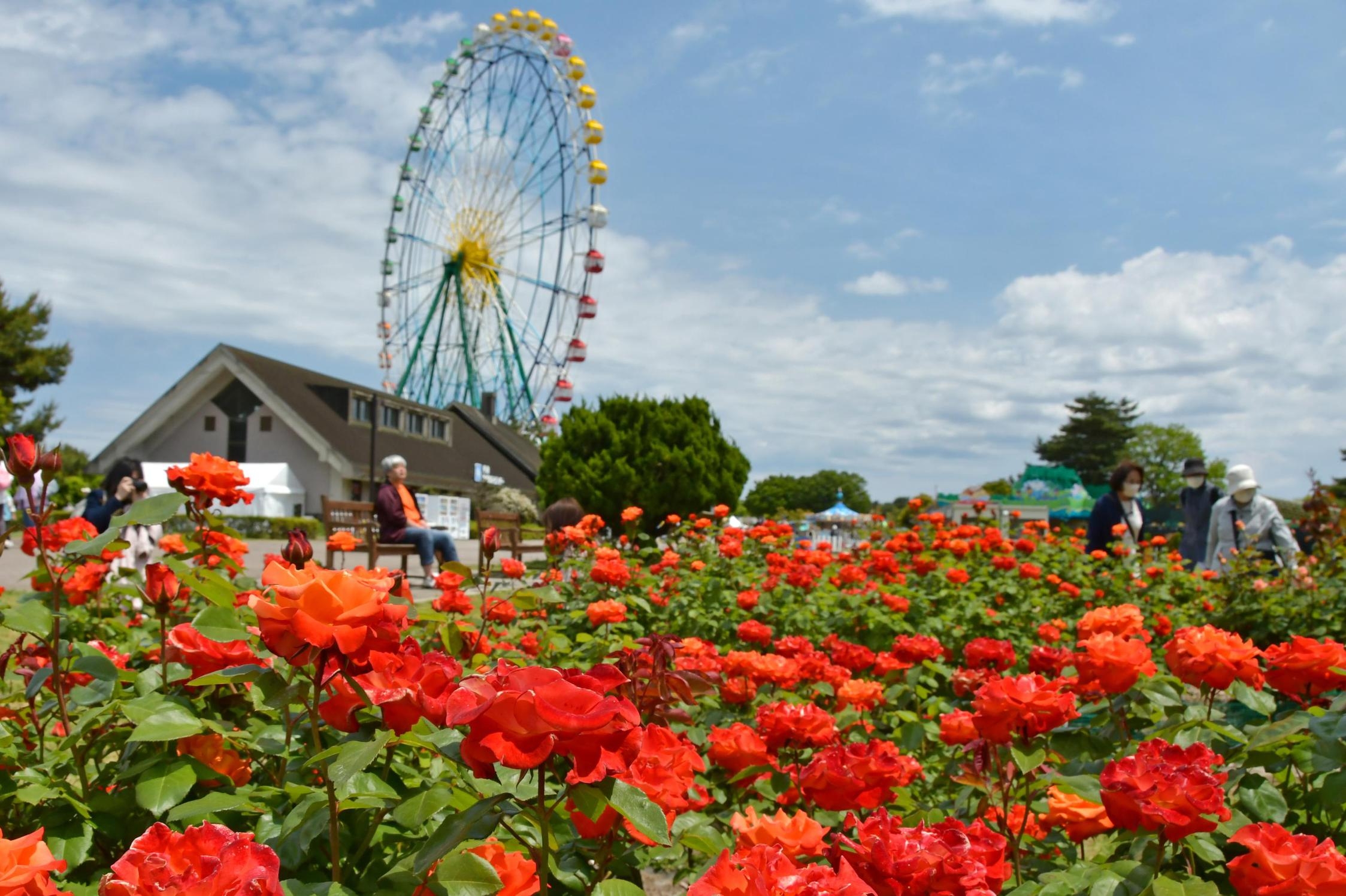 【夏休み家族旅行】大自然で思いっきり遊ぼう！国営ひたち海浜公園「入園券」付きサマーステイ