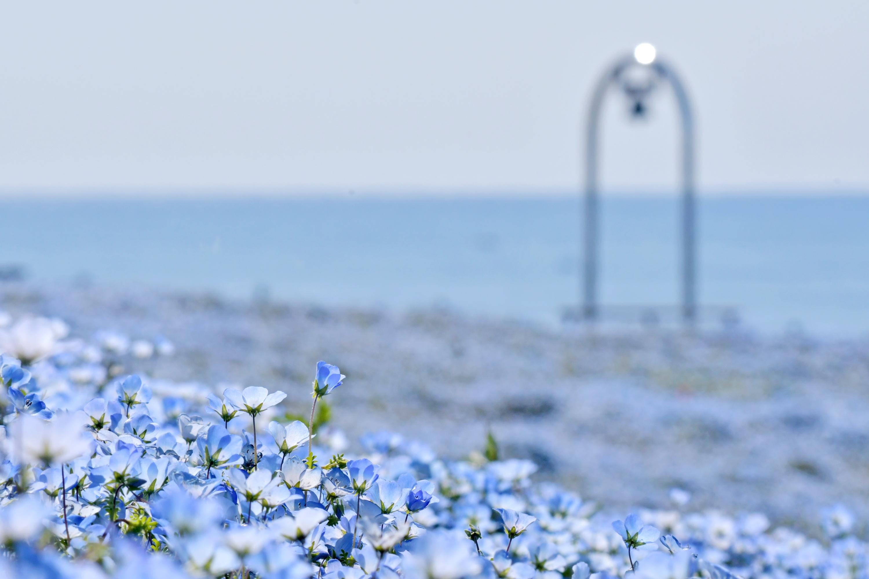 【夏休み家族旅行】大自然で思いっきり遊ぼう！国営ひたち海浜公園「入園券」付きサマーステイ