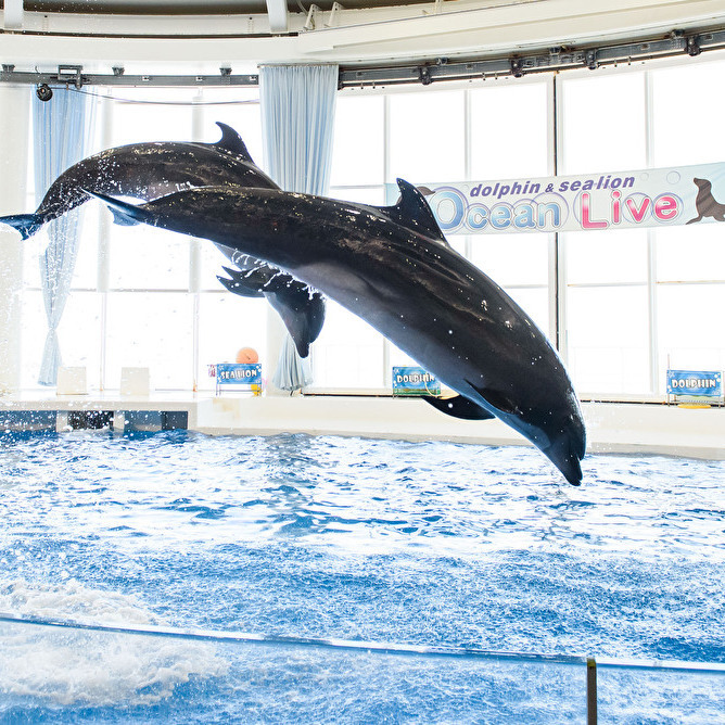 アクアワールド 茨城県大洗水族館入場券付プラン《無料朝食バイキング》☆大浴場＆駐車場無料☆