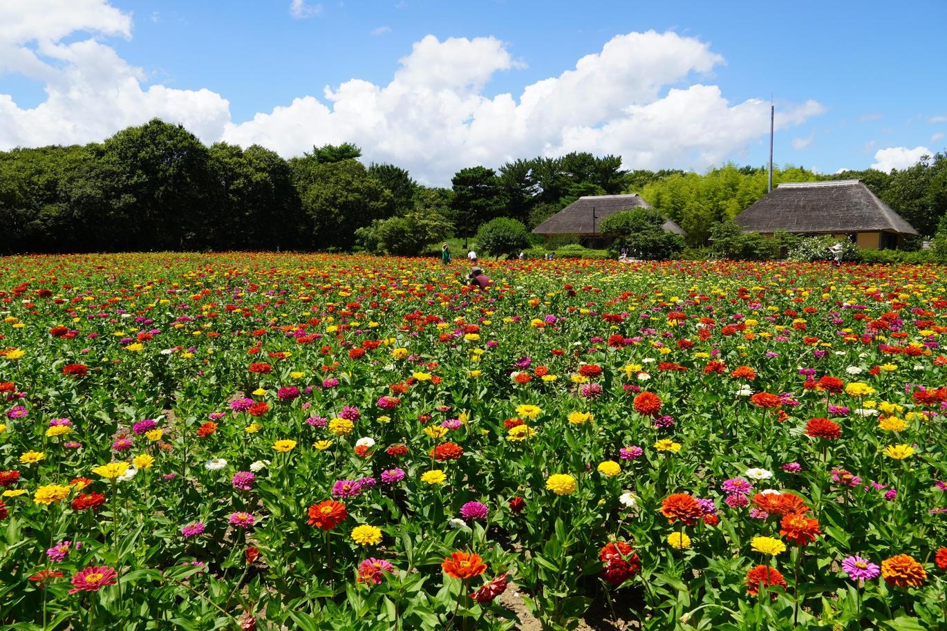 【夏休み家族旅行】大自然で思いっきり遊ぼう！国営ひたち海浜公園「入園券」付きサマーステイ
