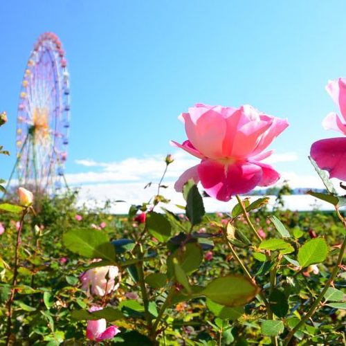 ◎ひたち海浜公園入場券付き◎観光応援プラン《無料朝食バイキング》☆大浴場＆駐車場無料☆
