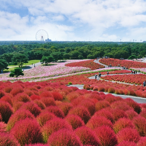 国営ひたち海浜公園のコキア