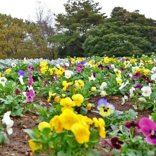 ひたち海浜公園