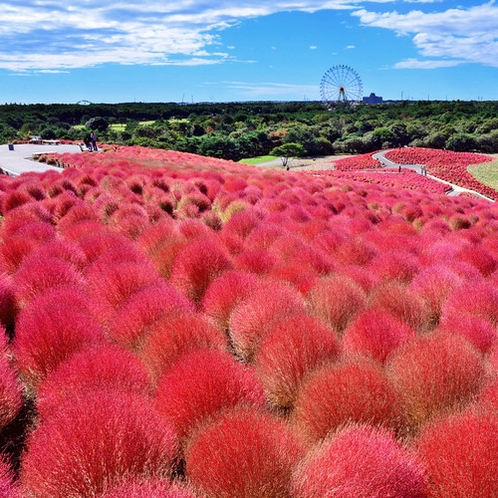 国営ひたち海浜公園のコキア