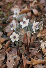 節分草園（2月下旬～3月中旬）両神荘10時発送迎いたします
