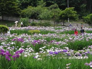 花菖蒲園（6月上旬～下旬、徒歩約10分）