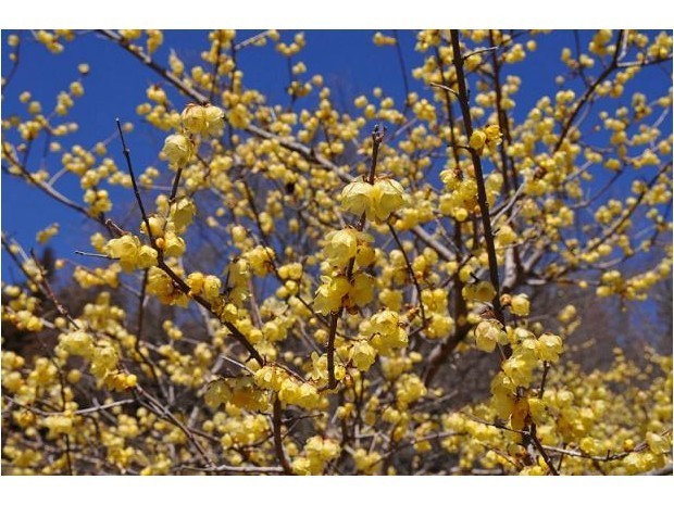 あずまや山ロウバイ（1月上旬～2月下旬）