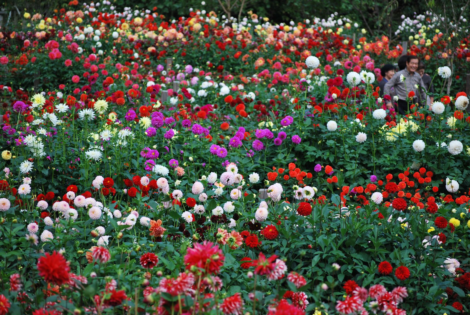 両神ダリア園（9～10月両神荘10時発送迎しています）