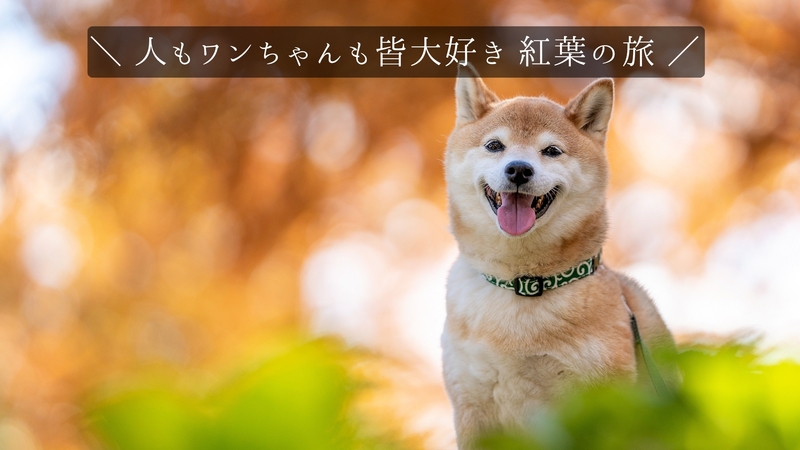＜夏＆初秋のワン旅は山梨へ＞夏〜秋もワンちゃんとにお出かけ！ワンちゃん用アイスプレゼント／1泊2食
