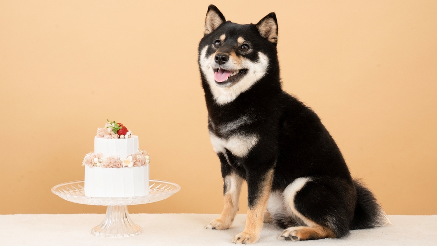 ワンちゃんとの絆がぐっと深まる！家族になった日を祝おう♪＜うちの子記念日プラン＞お祝い特典付き
