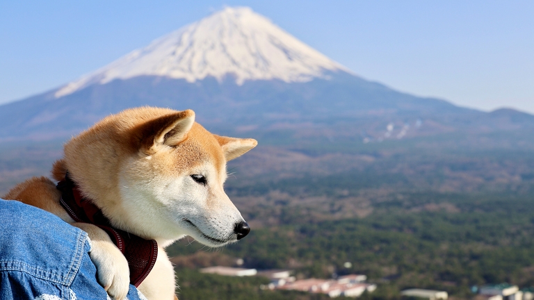 ＜冬のワン旅は山梨へ＞「宿泊料金＠5500円割引」お得な冬料金とワンちゃんにも嬉しい特典付／1泊2食