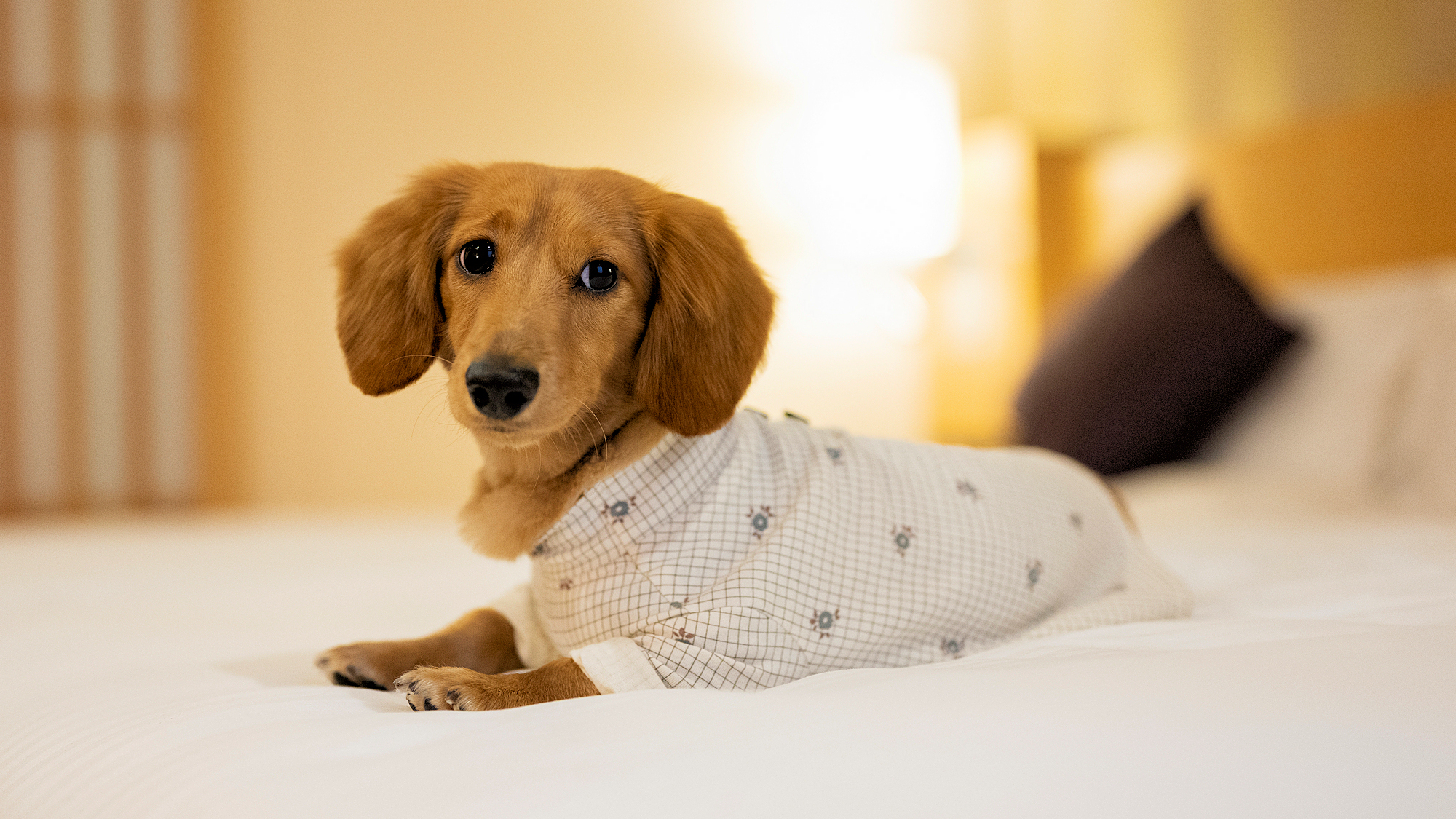 ワンちゃんイメージ005