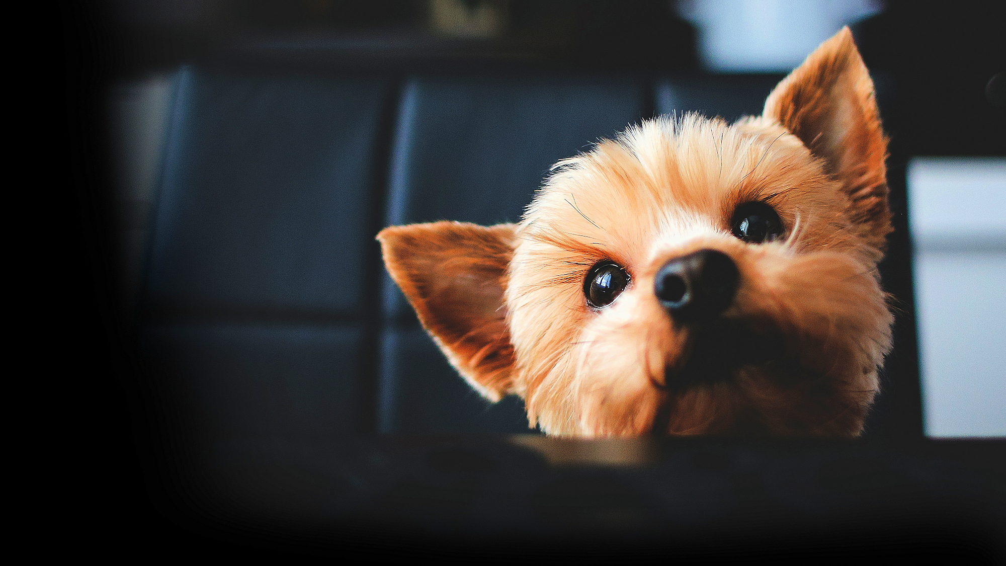 ■その他■ワンちゃん滞在イメージ