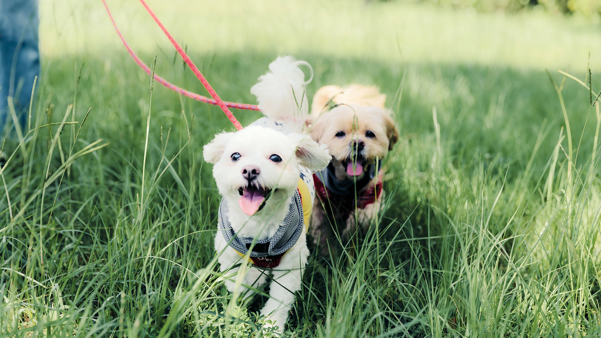 ■その他■ワンちゃん滞在イメージ