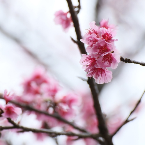 庭の桜