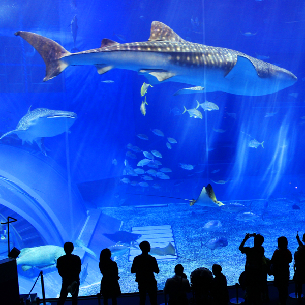 美ら海水族館