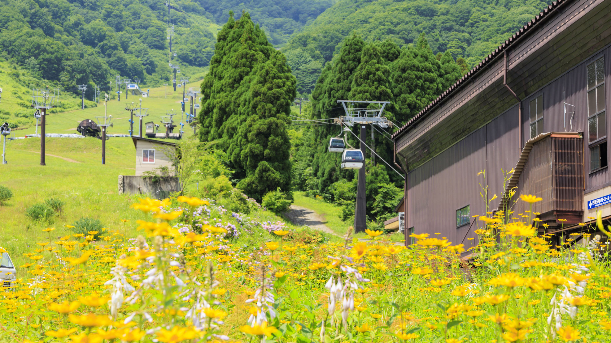 白馬五竜高山植物園（当館から車で14分）