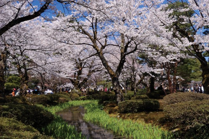 兼六園桜