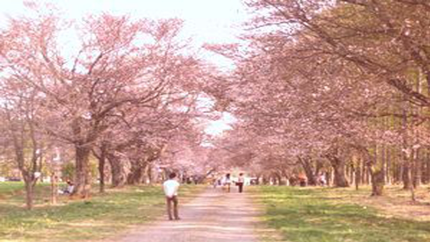 桜のトンネル　映画優駿の舞台