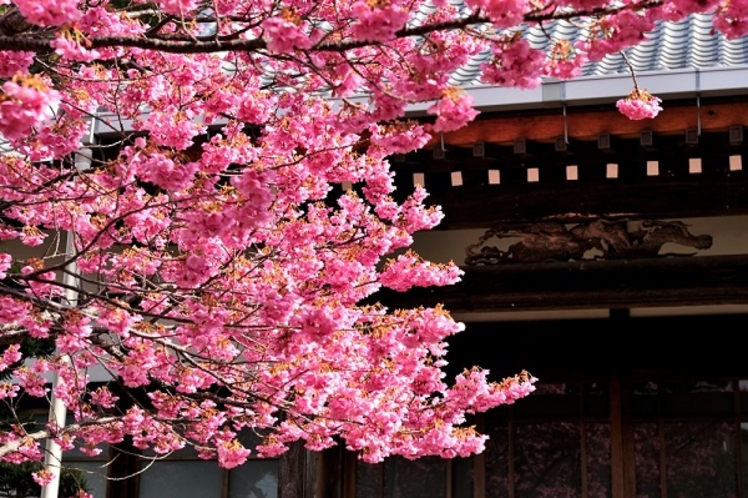 １月に満開を迎える土肥桜