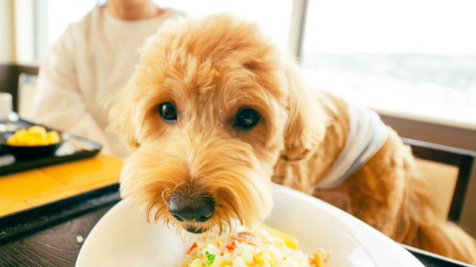 【朝食】会場はワンちゃん同伴OK！チェックインの際フロントにお問い合わせください