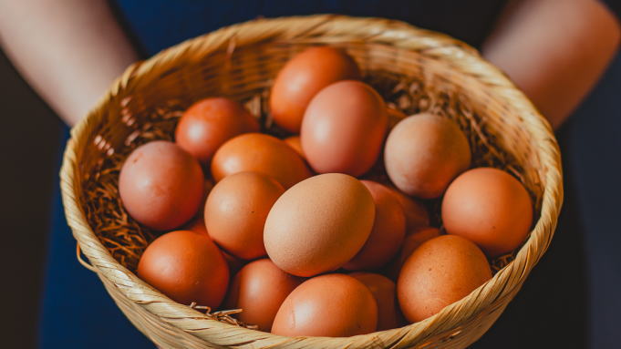 【朝食】健康でストレスない環境で育てられた赤玉卵「七飯町渋谷ファームの平飼いゆうたま」ぜひTKGで！